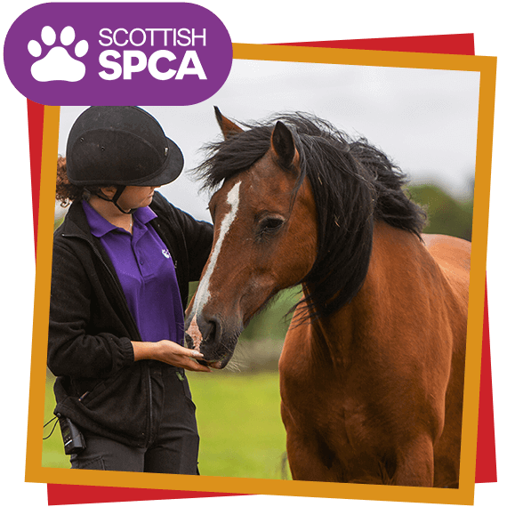 Scottish SPCA featuring horse